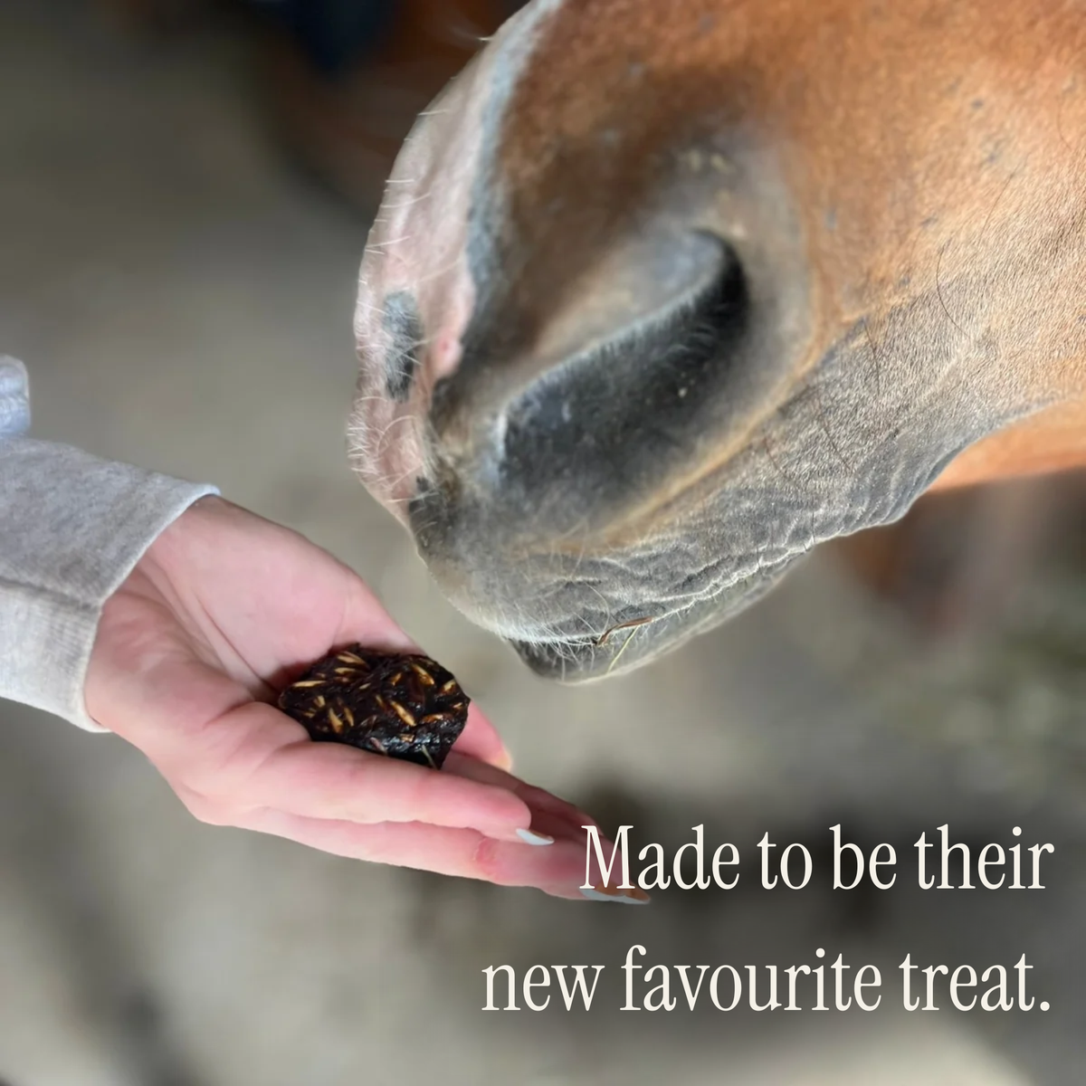 Avella Horse Treats